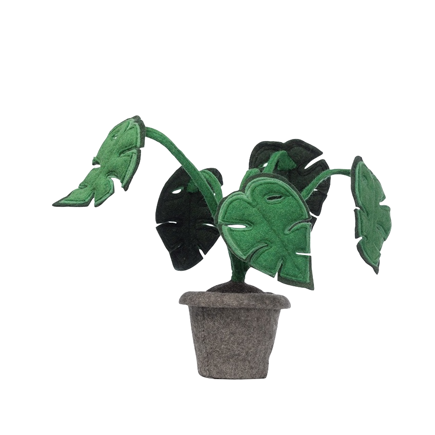 Decorative plant Monstera