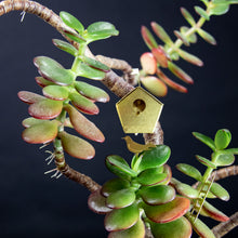 Afbeelding in Gallery-weergave laden, Tiny Birdhouse
