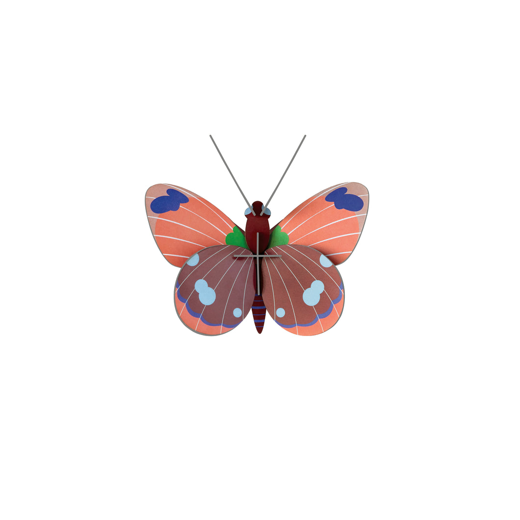 Delias Butterfly